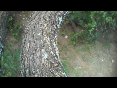 I pad dose 360 Noscope