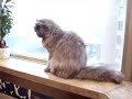 Puppies & Cat