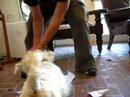Mortimer the Canine Paper Shredder (longer) Mortimer the Canine Paper Shredder (longer)