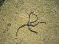 Port Blair - slow creep