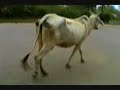 Agra