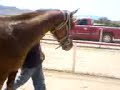 Caballo quebrado    