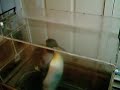 Penguins on treadmills help reveal over-fishing 2