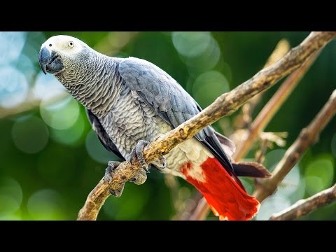 how to care parrot