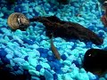 Chinese Algae Eater Chinese Algae Eater