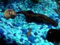 Chinese Algae Eater