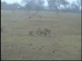 Styx Lioness vs. 5 Hyenas