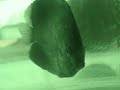 BLACK DISCUS - fisherman caught a black wild discus BLACK DISCUS - fisherman caught a black wild discus