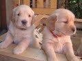 Perritos Quila