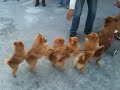 Dog train