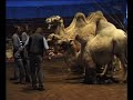 Vorschau: Sacha Houcke im Schweizer Circus Knie (Nr. 97)