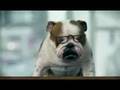 Englische Bulldog Rap Lancyr is hier.