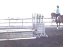 Equitation hunter Hanoverian for Sale Equitation hunter Hanoverian for Sale