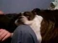 Bulldog Hates Farts