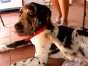 Max | dogo alem�n | La mascota de Niu Joiers