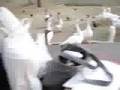 Feeding Ducks and Geese