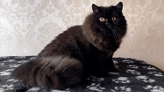 VOVA British Longhair Black