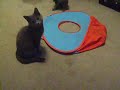 12 week old gray kittens