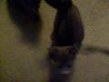12 week old gray kittens
