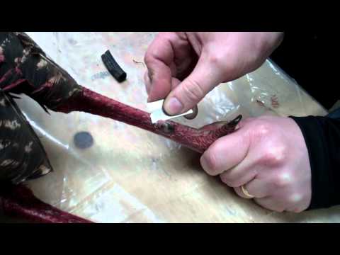 how to whiten turkey spurs