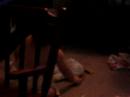 rolling around and being silly
