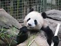 Giant Pandas Bai Yun and Su Lin enjoying bamboo together