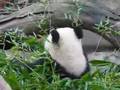 clip video Xiu Qiong Pan Bai Yun Ji Qing