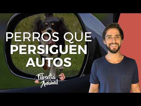 Cómo hacer para que tu perro deje de perseguir vehículos