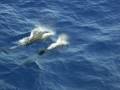 videos de Delfini in Libia
