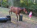 Horse jumping Horse jumping