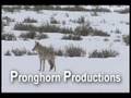 Coyote Howling and Yipping in the Winter at Yellowstone NP