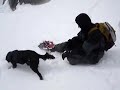 snow snowshoe dog wind gusty