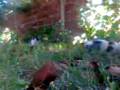 videos de gatitos 001