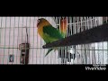 Jaran Goyang Love Bird