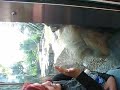 Huge Orangutan