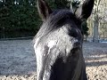 Ravinil au paddock