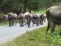 Autriche : Transhumance Dans Le Kaunertal