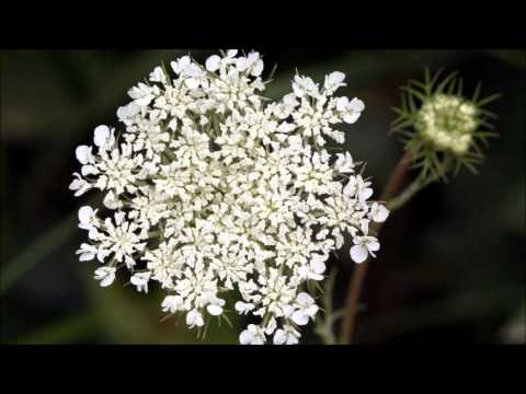 how to dye queen anne's lace