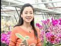 蘭花 - 蘭花香