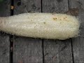 Luffa Sponge, Shower Sponge