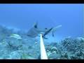 Island School Shark Research Baited Camera Footage