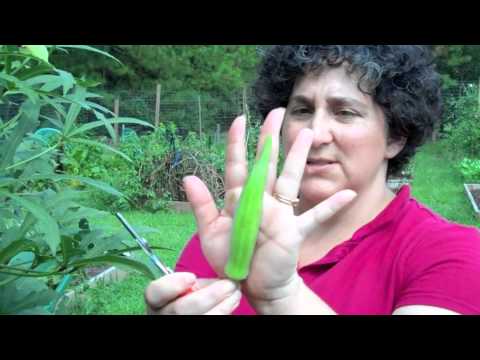 how to harvest okra