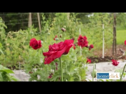 how to grow poppies