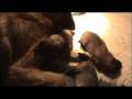 videos de Emiko La Tervurapups 07-01-09