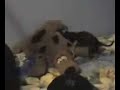 VIDEO XXX DE SCOOBIE DOO (sin cesura)