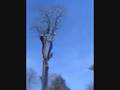 videos de poplar.wmv
