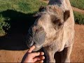 ラクダ動画