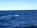 Whale watch in Gloucester, MA