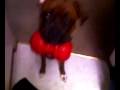 My Boxer, Jixer, loves his kong