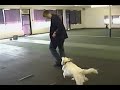 Dru & Gracie